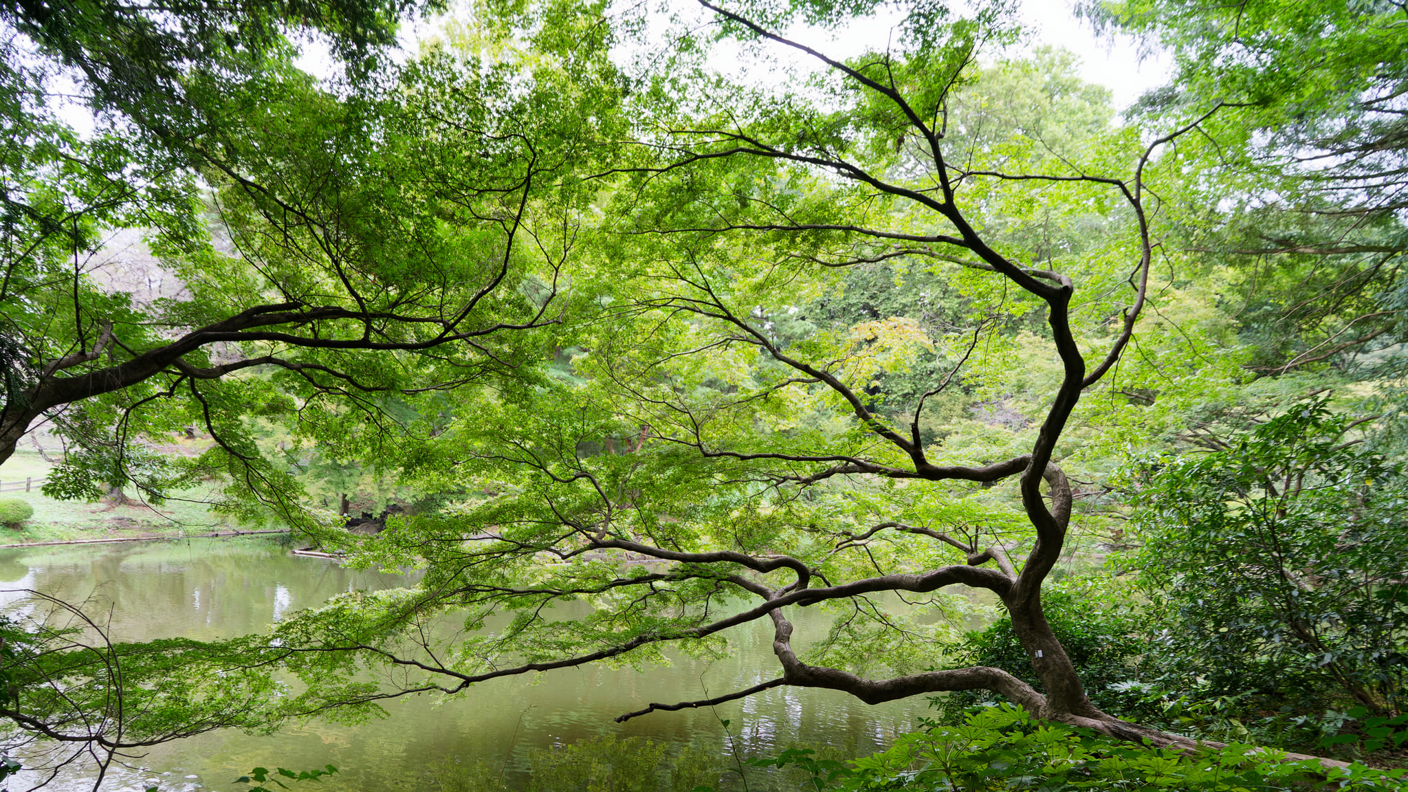 01-Tokyo (12) Gyoen Park.jpg